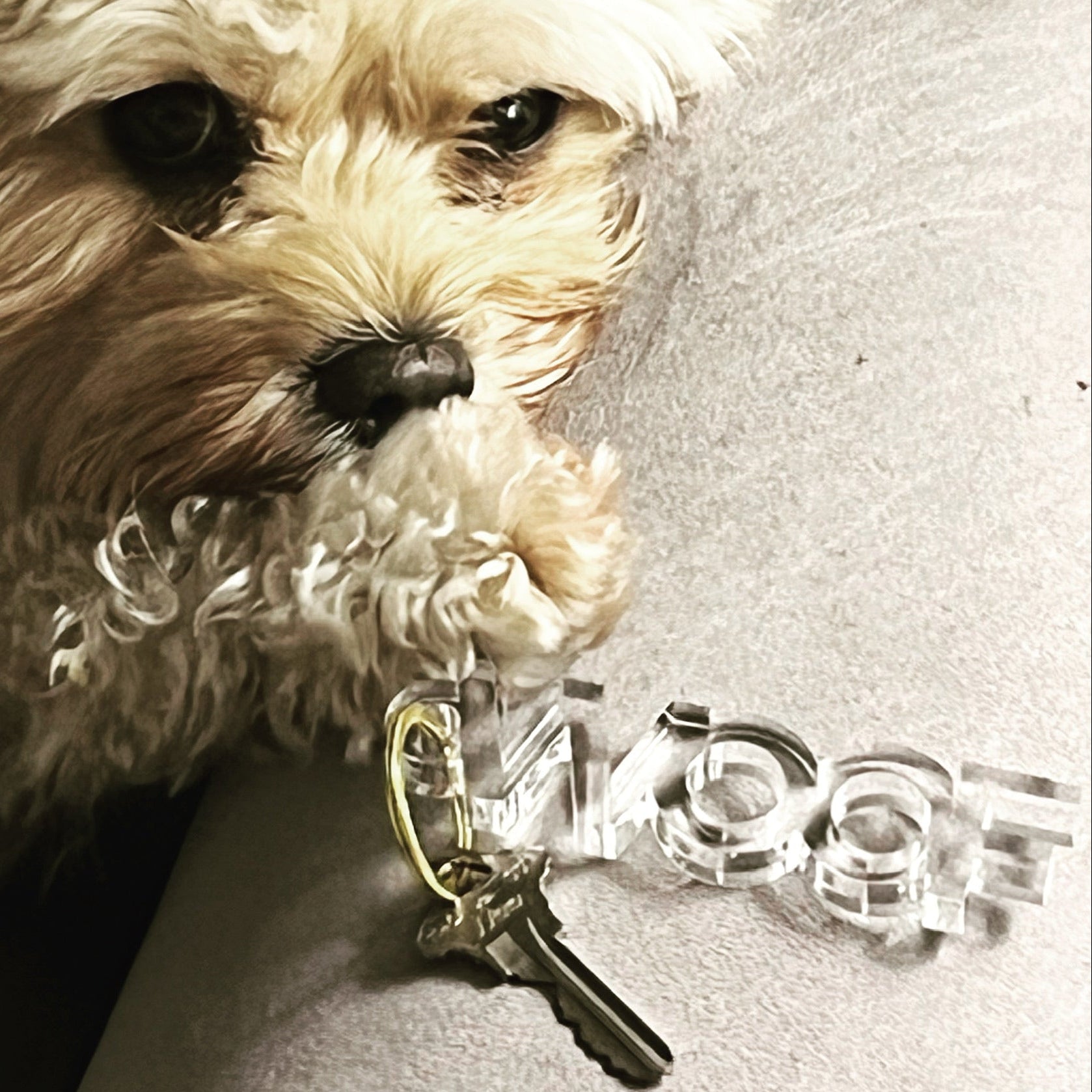 Woof Acrylic Keychain