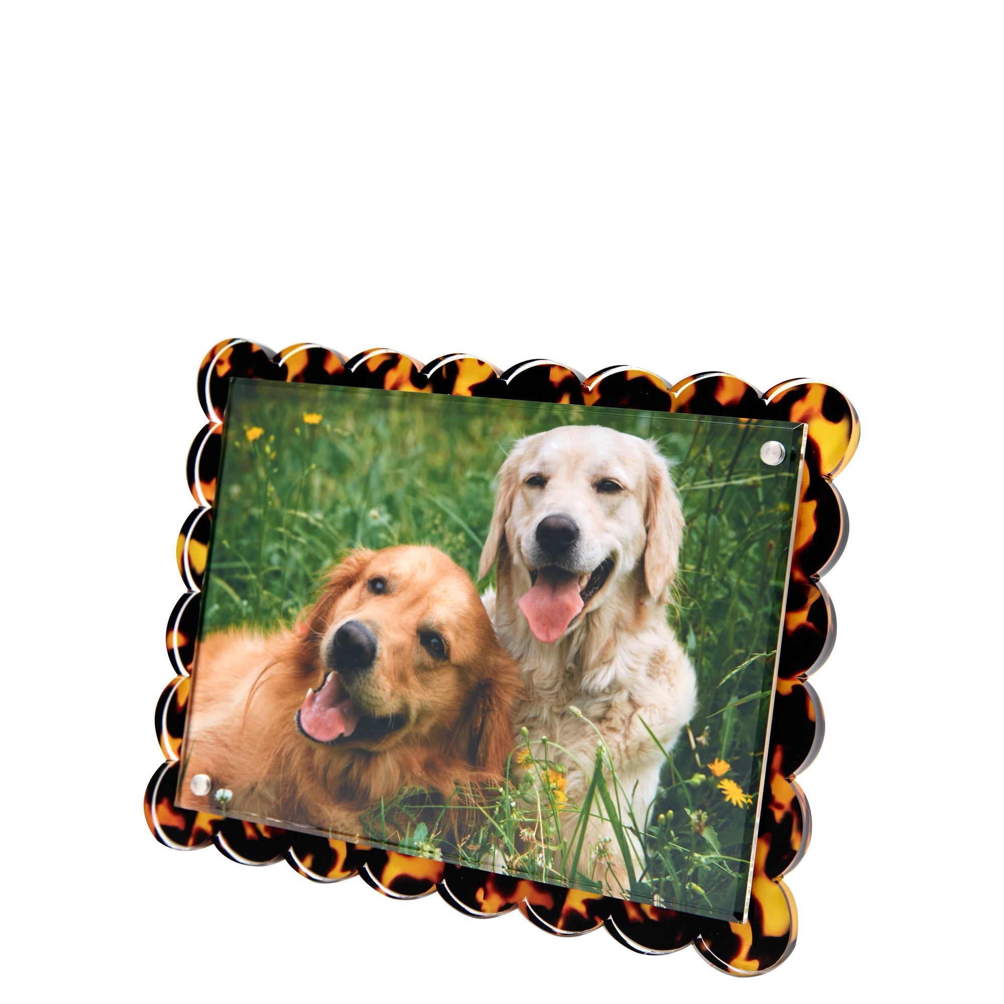 SCALLOP FRAME - TORTOISE